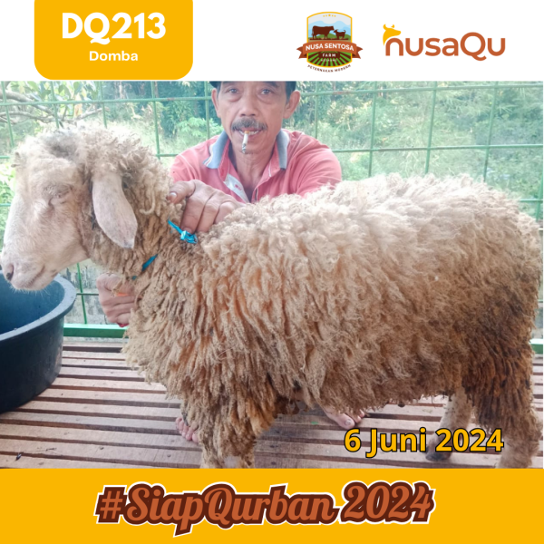 SOLD Domba DQ213 nusaQu Estimasi Bobot 30 Kg - Kandang Bogor Qurban Istimewa Penuh Makna - tabungan qurban 2024 2025