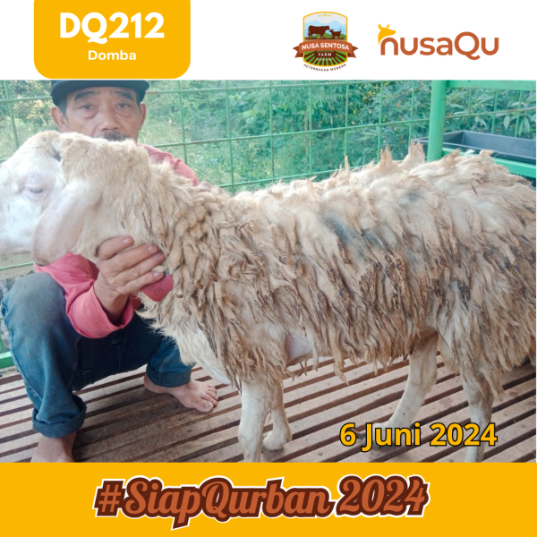 nusaqu-com SOLD Domba DQ212 Estimasi Bobot 30 Kg Kandang Bogor - Telah Terjual - menjual Sapi Domba Qurban online 2024 2025 harga murah